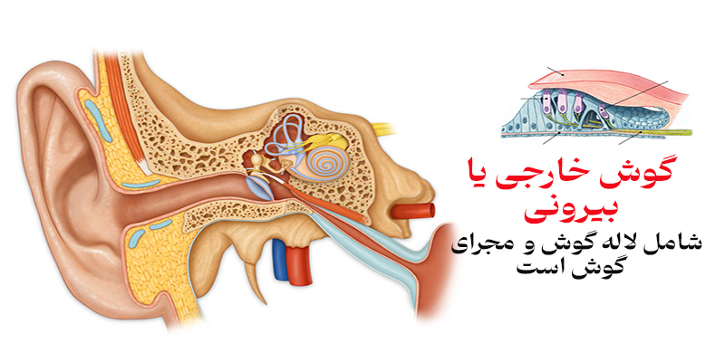 گوش و قسمت های مختلف آن