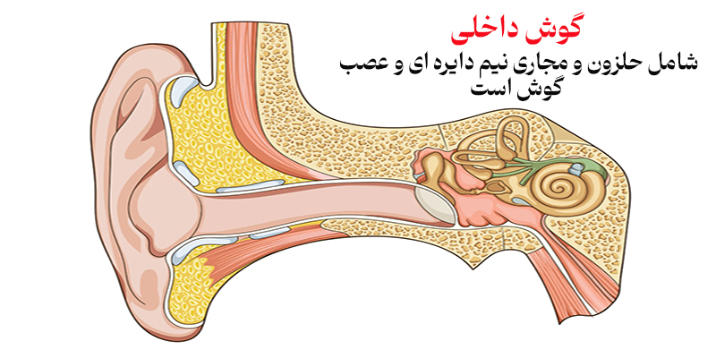 قسمت های مختلف گوش