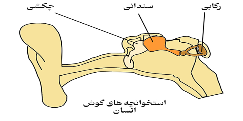 اجزای گوش انسان