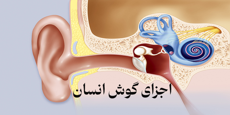 اجزای گوش انسان و قسمت های مختلف