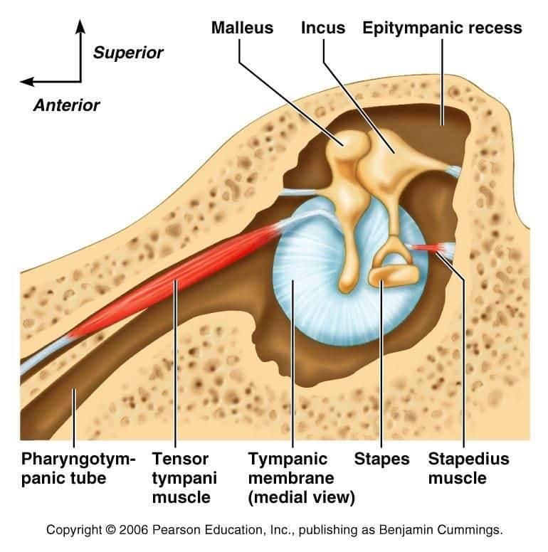 عضله ی تنسور تمپانی باعث ایجادکیپی گوش می شود