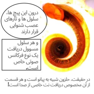 وظیفه حلزون گوش