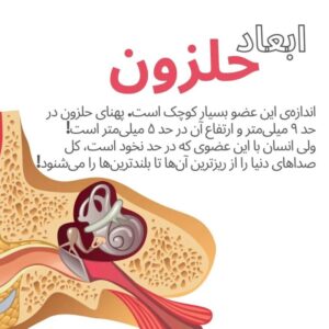 ابعاد حلزون گوش